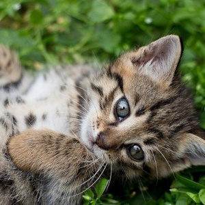 Kitten on its back in the grass