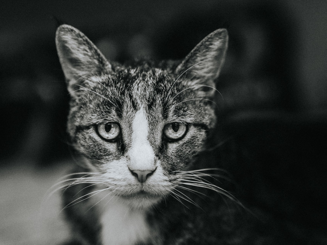 Black and white image of sad and skinny cat