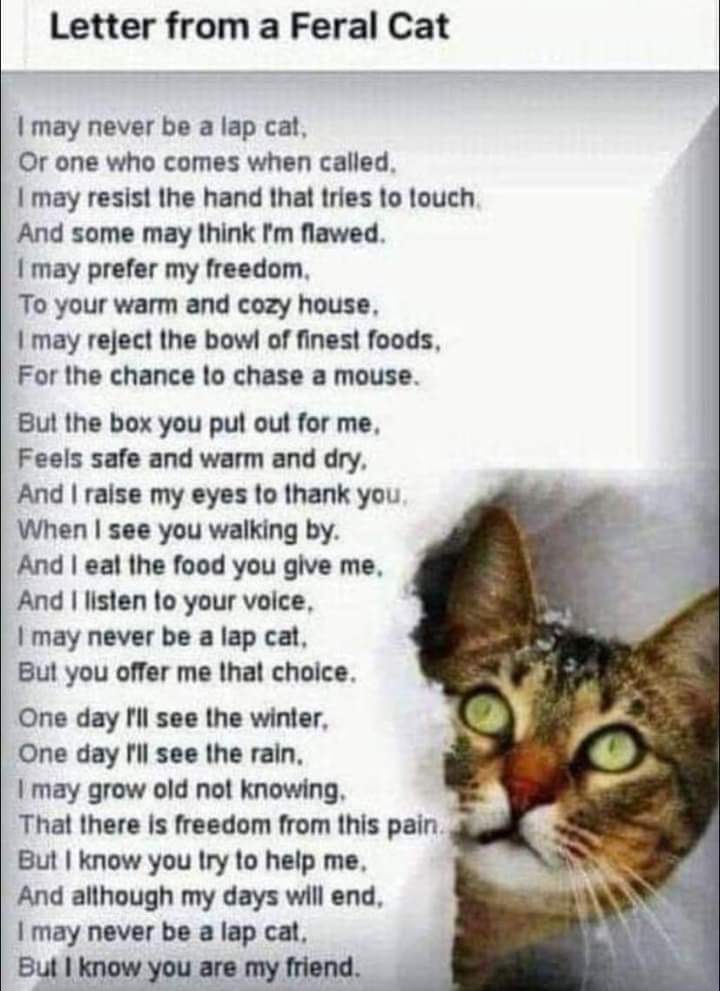 Poem describing life of feral cats