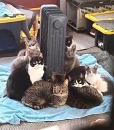 Cats huddled around heater in warehouse