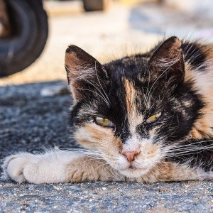 Community cat staring, with unkempt fur