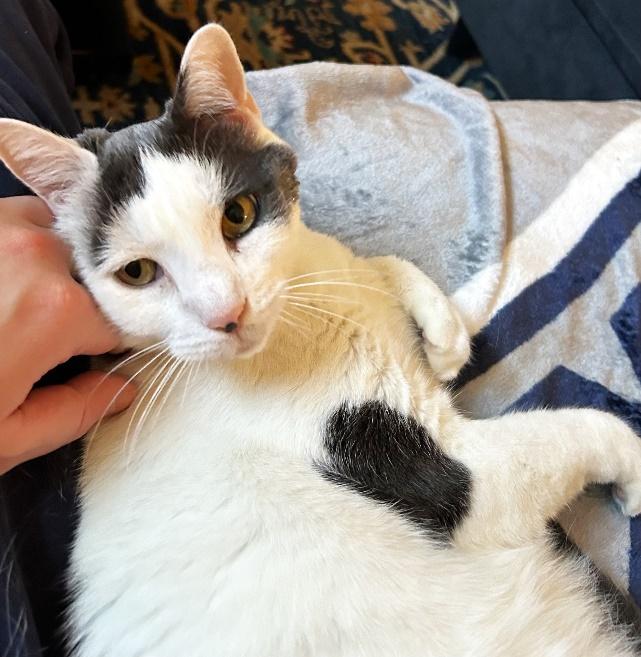 White and black senior cat