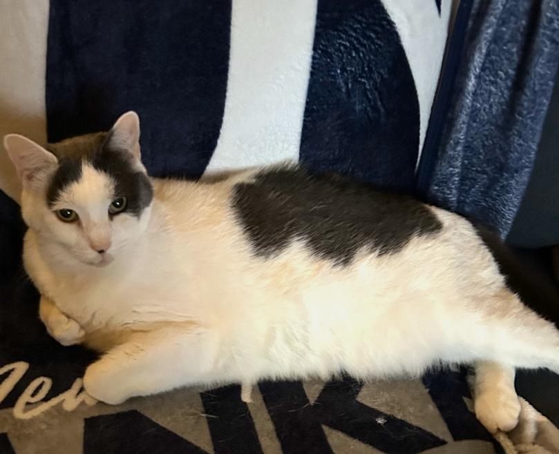 White and black senior cat