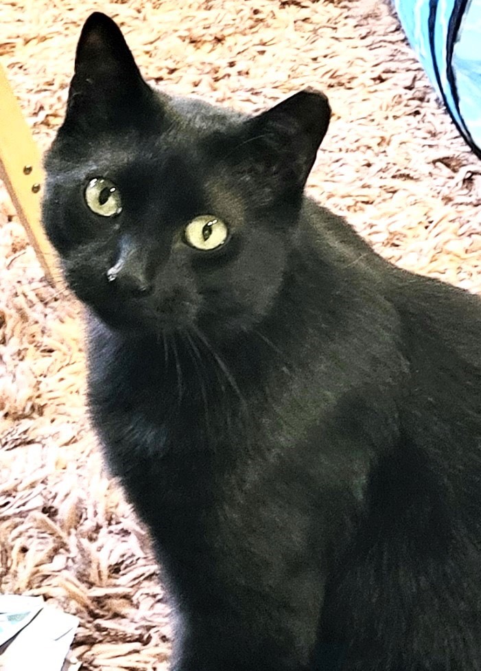 Black cat
