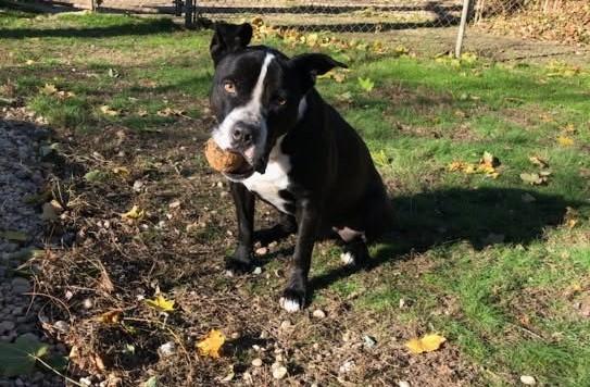 Black and white mix dog