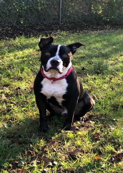 Black and white dog