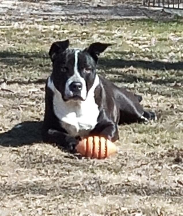 Black and white dog