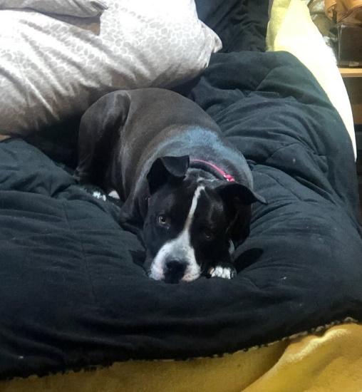 Black and white dog