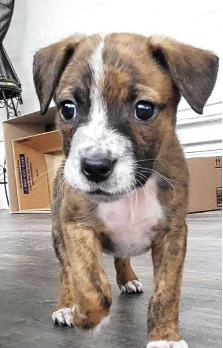 Mixed puppy