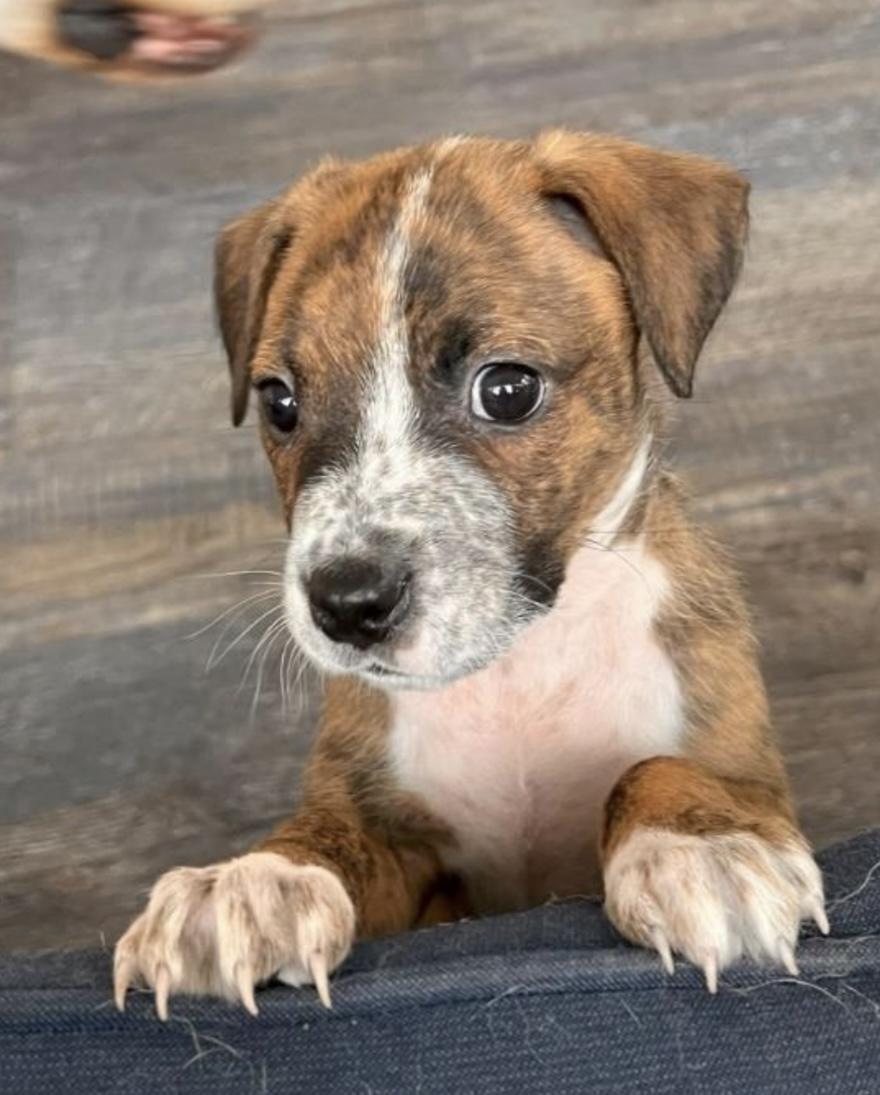 Mixed puppy
