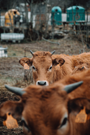 Brown cow with tagged ears