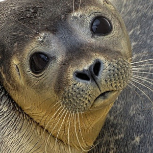 Sad seal